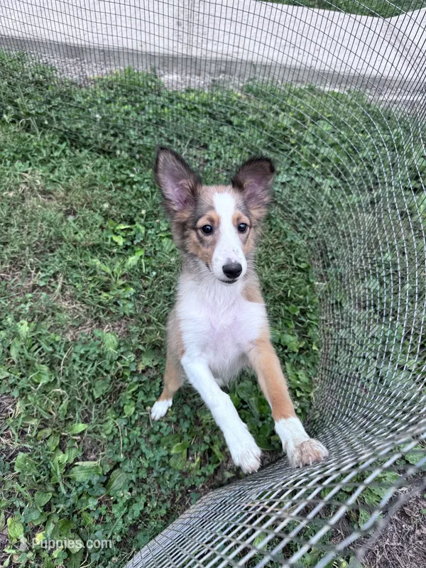 Shelby  – Shetland Sheepdog puppy for sale in Hopkinsville, KY