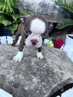 Rudy, a male Boston Terrier for sale in Hopkinsville, KY – 5 of 5