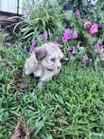 Teddy, a male Havanese for sale in Hopkinsville, KY – 4 of 5
