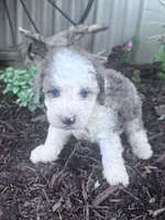 Chewie, a male Sheepadoodle for sale in Hopkinsville, KY – 3 of 4