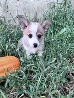 Cooper, a male Pembroke Welsh Corgi for sale in Hopkinsville, KY – 1 of 5