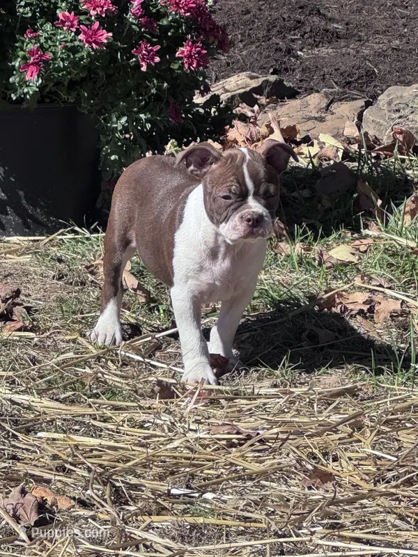 Gunner – Boston Terrier puppy for sale in Hopkinsville, KY