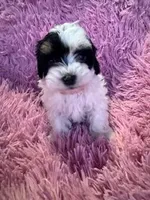 Charlie , a male Yorkipoo for sale in Hopkinsville, KY – Photo 3 of 4