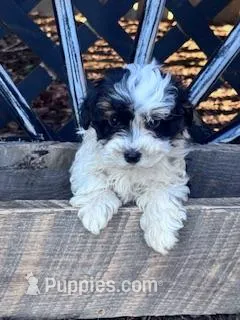 Charlie  – Yorkipoo puppy for sale in Hopkinsville, KY