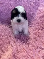 Charlie , a male Yorkipoo for sale in Hopkinsville, KY – Photo 2 of 4