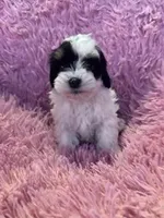 Charlie , a male Yorkipoo for sale in Hopkinsville, KY – Photo 1 of 4