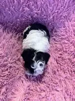 Charlie , a male Yorkipoo for sale in Hopkinsville, KY – Photo 4 of 4