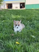 Cookie, a female Pembroke Welsh Corgi for sale in Hopkinsville, KY – 4 of 6