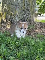 Cookie, a female Pembroke Welsh Corgi for sale in Hopkinsville, KY – 3 of 6