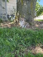 Cookie, a female Pembroke Welsh Corgi for sale in Hopkinsville, KY – 6 of 6