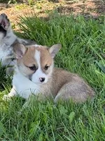 Cookie, a female Pembroke Welsh Corgi for sale in Hopkinsville, KY – 1 of 6