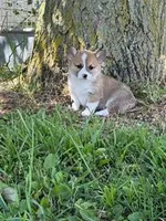 Cookie, a female Pembroke Welsh Corgi for sale in Hopkinsville, KY – 5 of 6