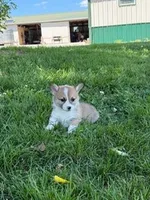 Cookie, a female Pembroke Welsh Corgi for sale in Hopkinsville, KY – 2 of 6