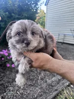Minnie, a female Chipoo for sale in Hopkinsville, KY – 3 of 4