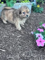 Cookie, a male Shihpoo for sale in Hopkinsville, KY – 4 of 5