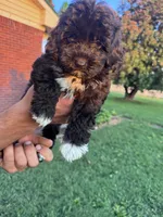 Oreo, a female Cavapoo and Bichpoo for sale in Hopkinsville, KY – 4 of 4