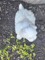 Bentley , a male Maltese for sale in Hopkinsville, KY – Photo 5 of 5