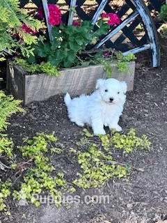 Bentley  – Maltese puppy for sale in Hopkinsville, KY