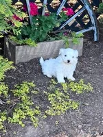Bentley , a male Maltese for sale in Hopkinsville, KY – Photo 3 of 5