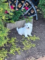Bentley , a male Maltese for sale in Hopkinsville, KY – Photo 4 of 5