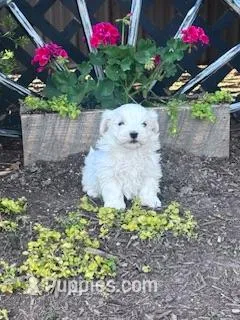 Bentley  – Maltese puppy for sale in Hopkinsville, KY