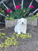 Bentley , a male Maltese for sale in Hopkinsville, KY – Photo 2 of 5