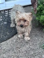Sophie, a female Yorkshire Terrier for sale in Hopkinsville, KY – 4 of 4
