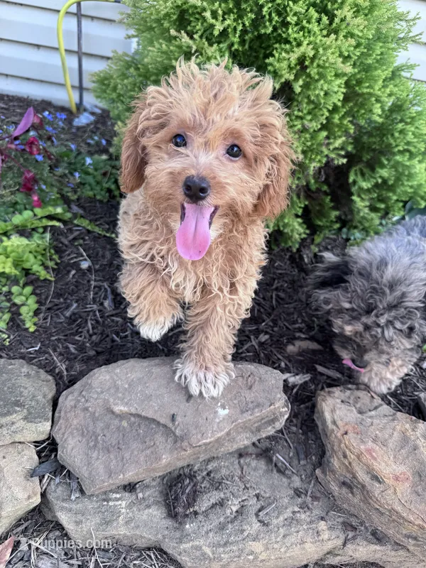 Peanut – Yorkipoo puppy for sale in Hopkinsville, KY