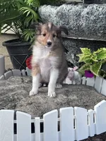 Bonnie, a female Shetland Sheepdog for sale in Hopkinsville, KY – 3 of 5
