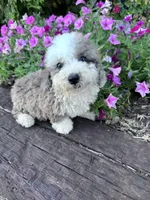 Winnie, a male Sheepadoodle for sale in Hopkinsville, KY – 3 of 5