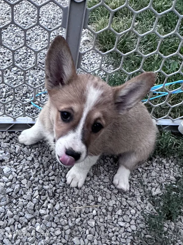 Honey – Pembroke Welsh Corgi puppy for sale in Hopkinsville, KY