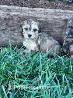 Theo – Shihpoo puppy for sale in Hopkinsville, KY