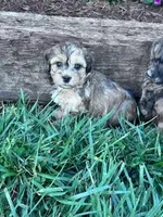 Theo, a male Shihpoo for sale in Hopkinsville, KY – Photo 1 of 7
