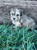 Theo, a male Shihpoo for sale in Hopkinsville, KY – Photo 3 of 7