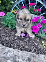 Theo, a male Shihpoo for sale in Hopkinsville, KY – Photo 5 of 7