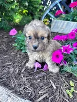 Theo, a male Shihpoo for sale in Hopkinsville, KY – Photo 4 of 7