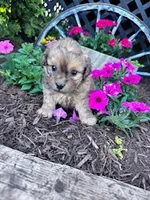 Theo, a male Shihpoo for sale in Hopkinsville, KY – Photo 2 of 7