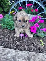 Theo, a male Shihpoo for sale in Hopkinsville, KY – Photo 7 of 7