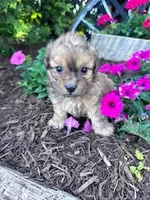 Theo, a male Shihpoo for sale in Hopkinsville, KY – Photo 6 of 7