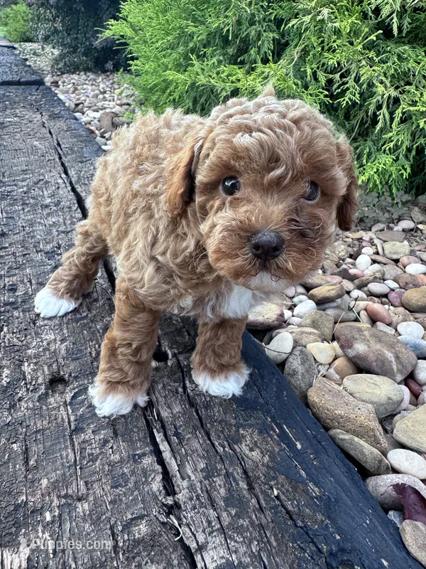 Socks – Poodle - Miniature  puppy for sale in Hopkinsville, KY