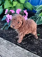 Bitsy, a female Poodle - Miniature  for sale in Hopkinsville, KY – 2 of 6