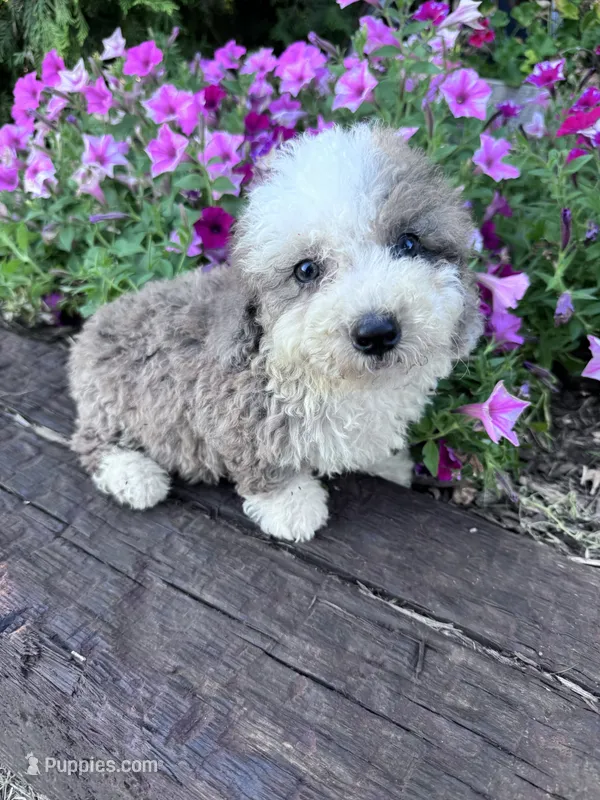 Winnie – Sheepadoodle puppy on hold in Hopkinsville, KY