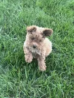 Sugar, a female Bichpoo for sale in Hopkinsville, KY – 2 of 3