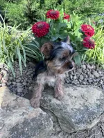 Peanut, a male Yorkshire Terrier for sale in Hopkinsville, KY – 8 of 8