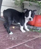 Suzie, a female Boston Terrier for sale in Hopkinsville, KY – 5 of 6