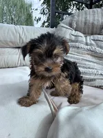Ziggy, a male Yorkshire Terrier for sale in Hopkinsville, KY – 3 of 8
