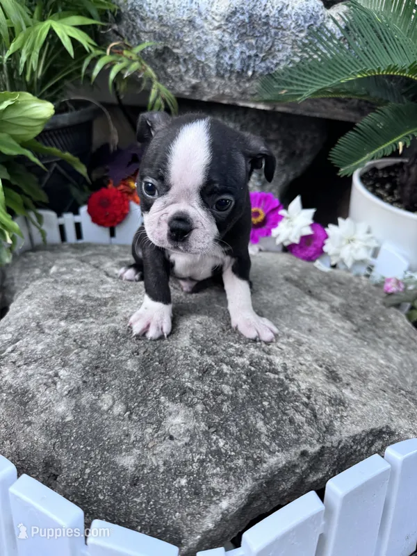 Winston – Boston Terrier puppy for sale in Hopkinsville, KY
