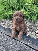 Ruby, a female Poodle - Miniature  for sale in Hopkinsville, KY – 4 of 5