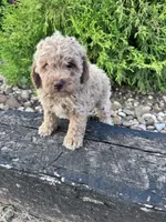 Peanut, a male Cockapoo for sale in Hopkinsville, KY – 2 of 4