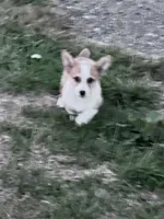 Freddy, a male Pembroke Welsh Corgi for sale in Hopkinsville, KY – 2 of 8